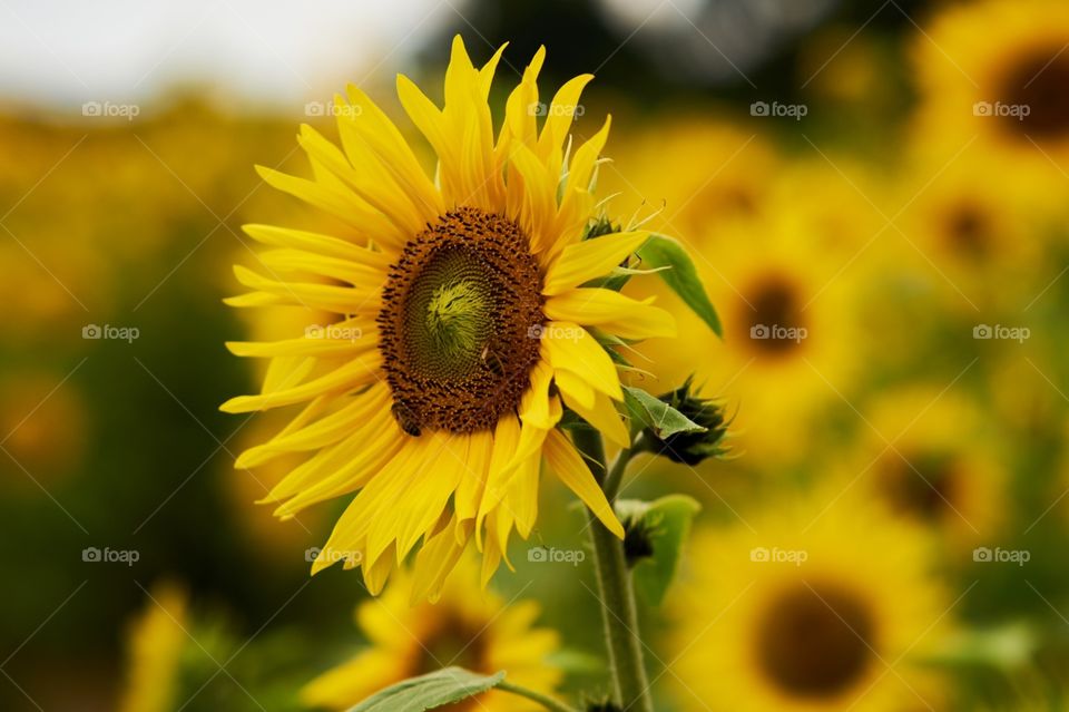 close up sunflower