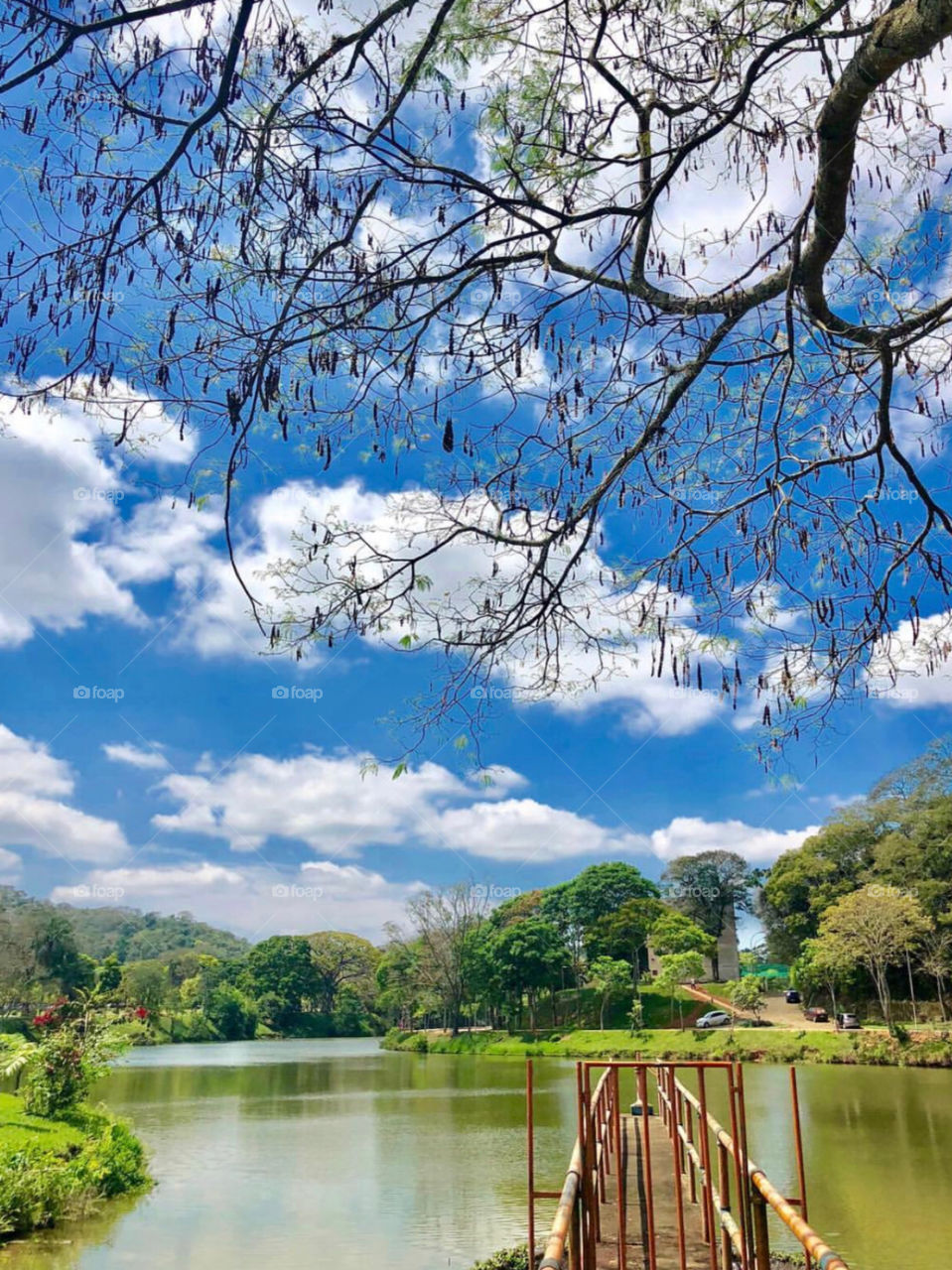Brasílian nature lake view