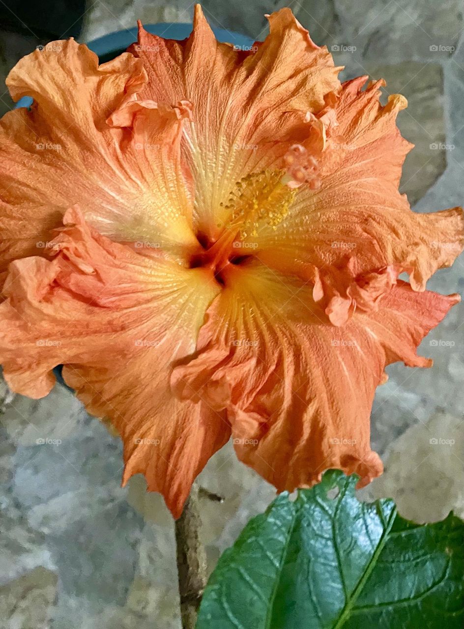 Beautiful orange flower closeup 