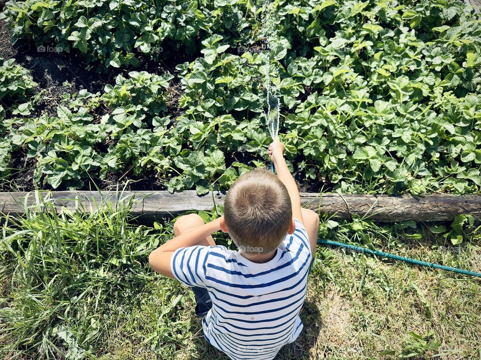 the boy is eating strawberries from hoses