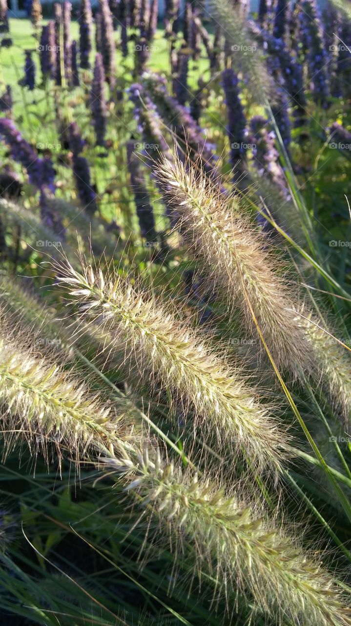 tall grass. I saw them as I walked into class one night and they look beautiful in the light