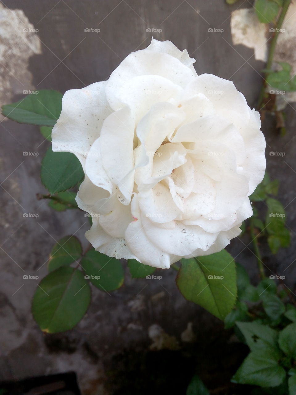 white rose. white rose
