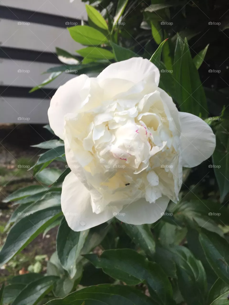 Weiße Rose 