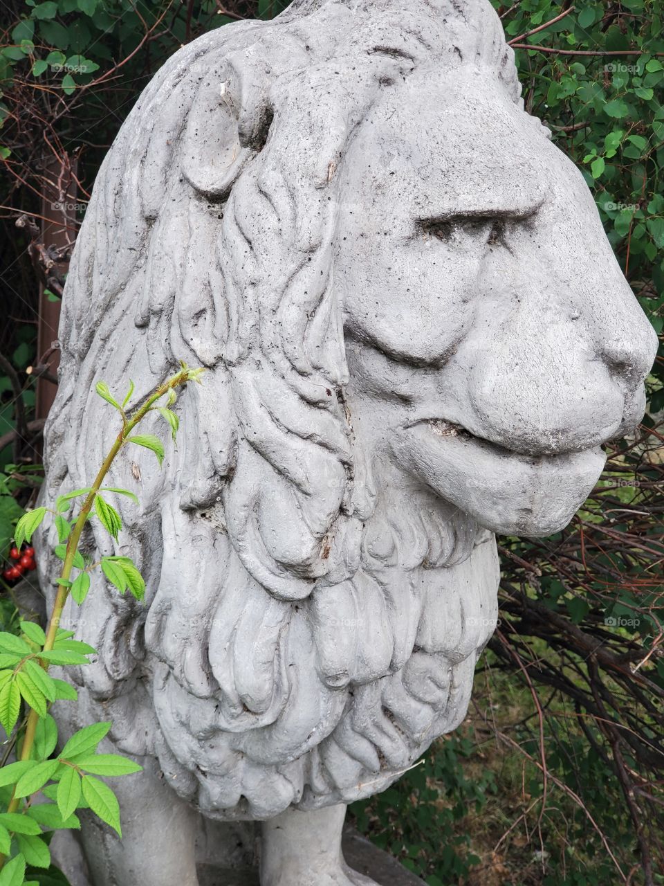 lion head