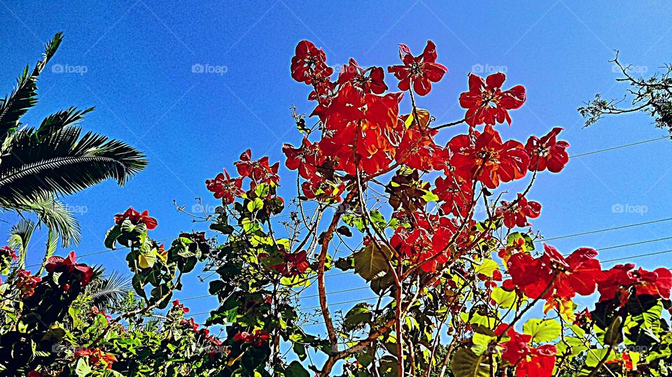 ARBUSTO VERMELHO FLORES