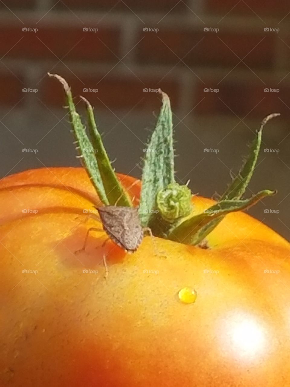 A little stinkbug decided to hitchhike on our tomato! #God'sArt #GloryToTheMostHigh