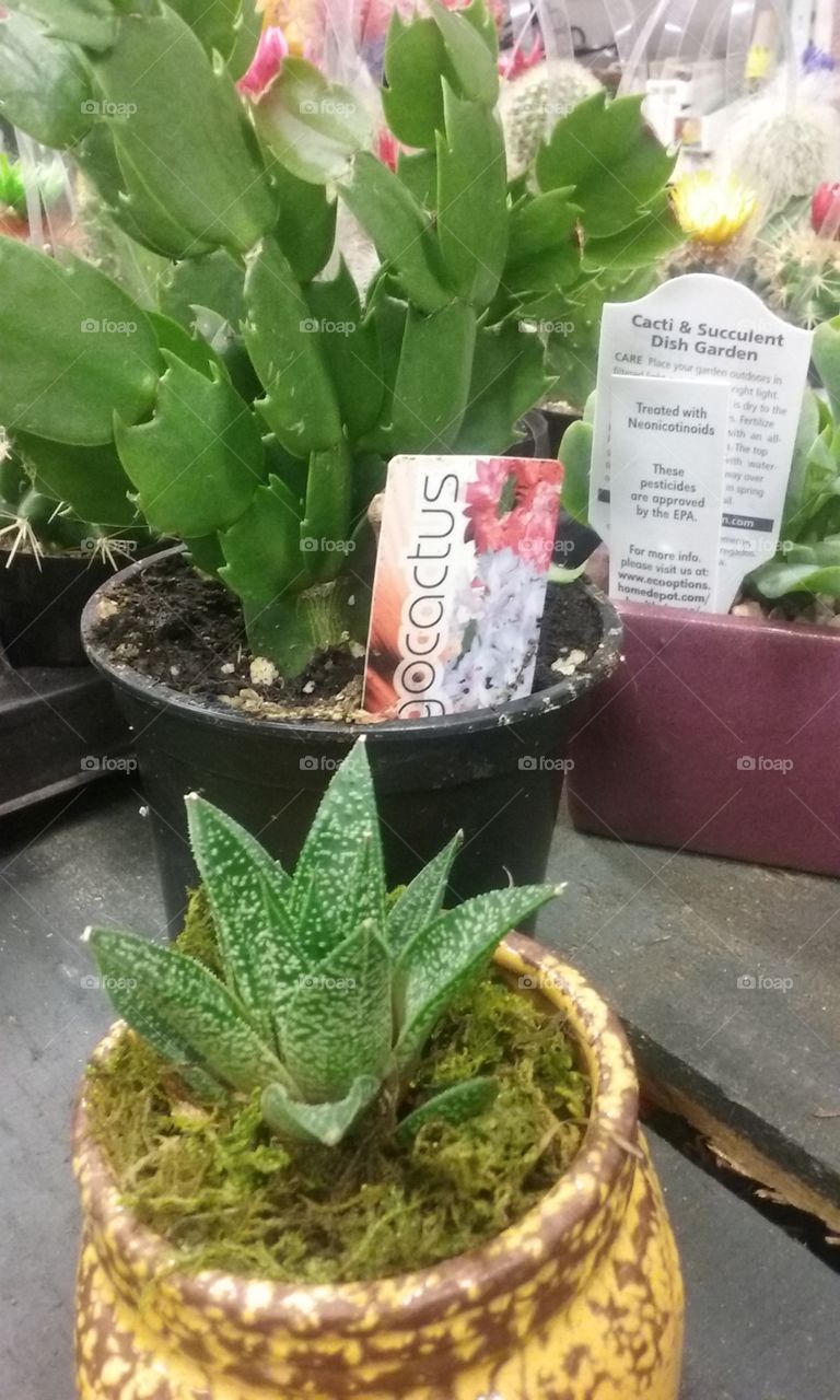 cactus de depot.