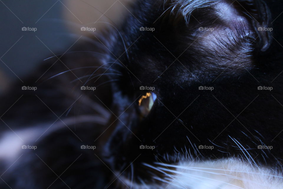 Cat, Kitten, Eye, Portrait, Animal