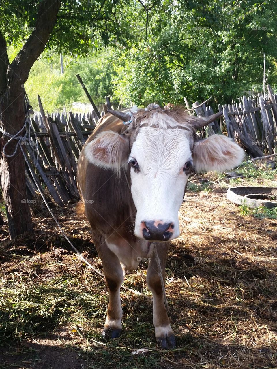 cow in the country