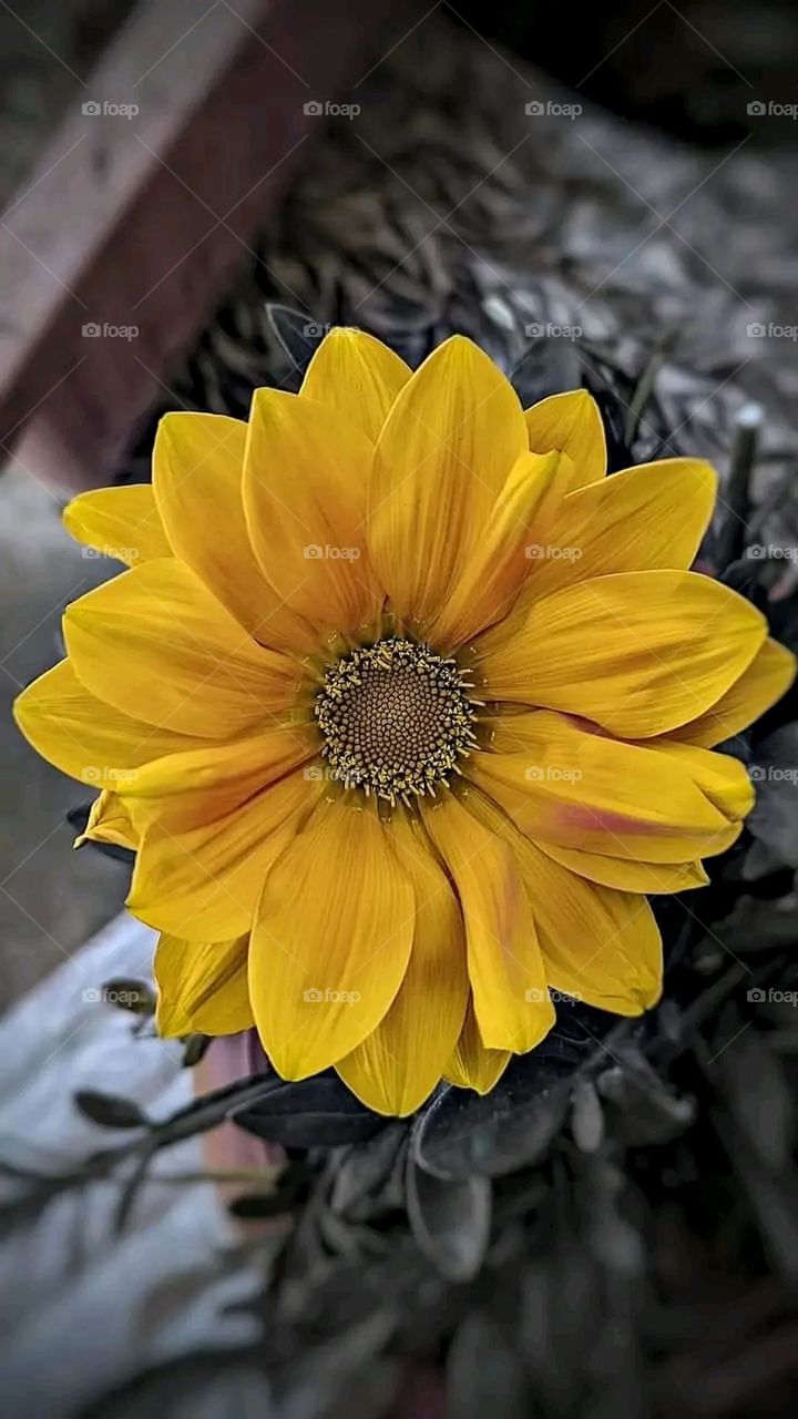 A very beautiful picture, and there is no better picture than it. There is no better picture of green herbs and colorful, red and white roses than it. Glory be to God, the natural and picturesque view, and there is no more