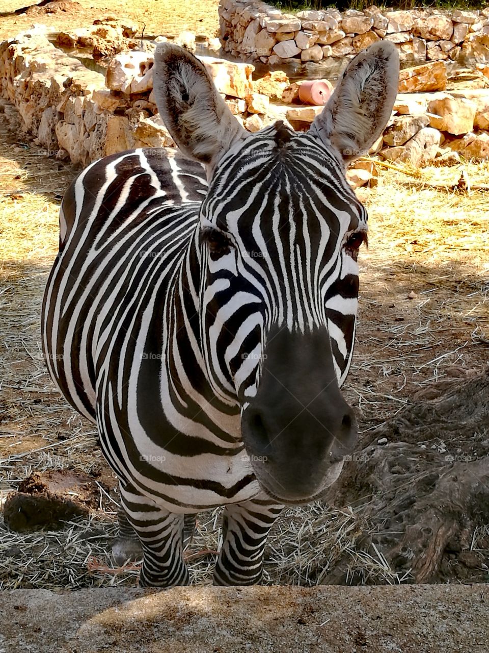 zebra perfect