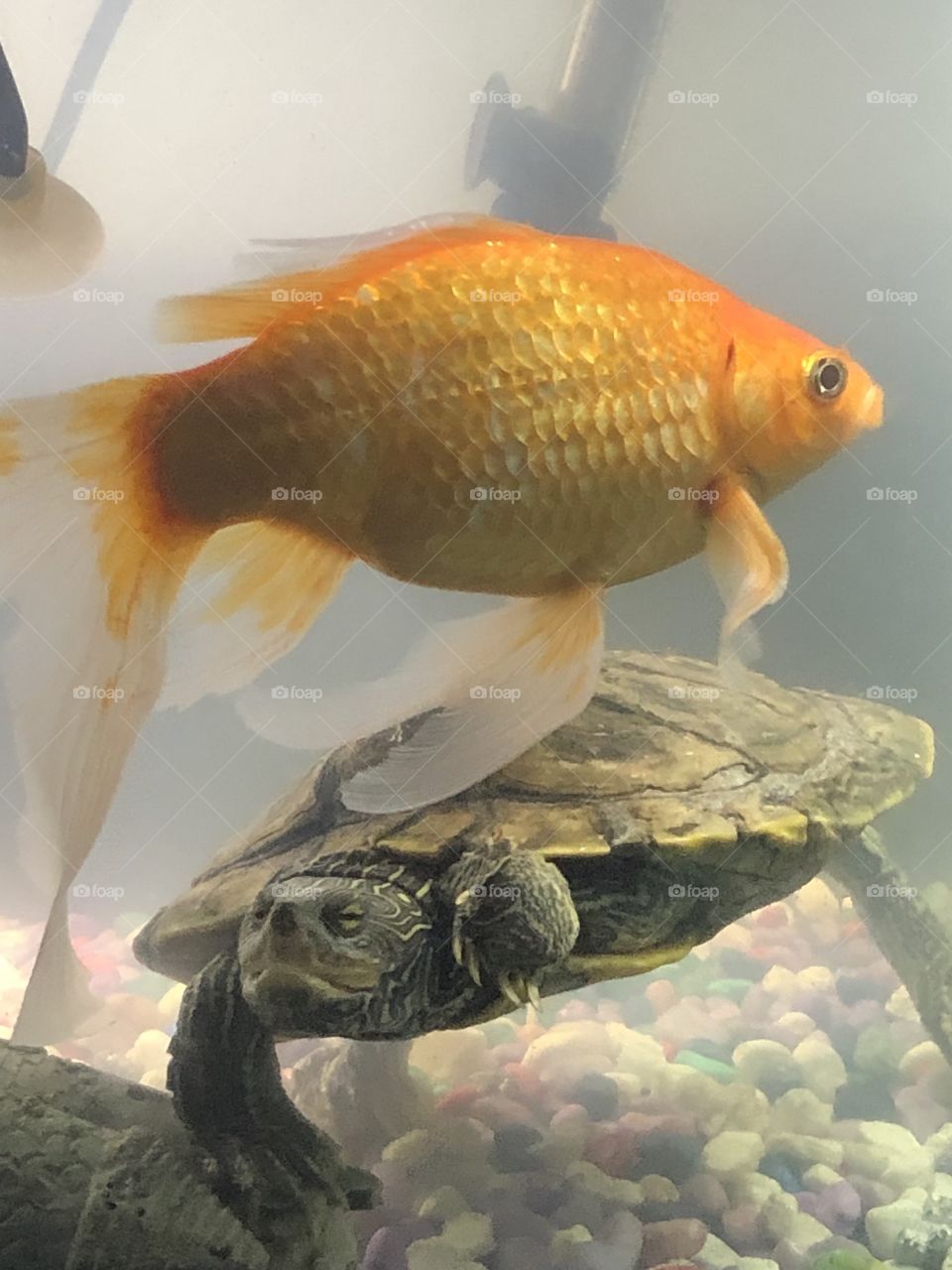 Turtle and a goldfish