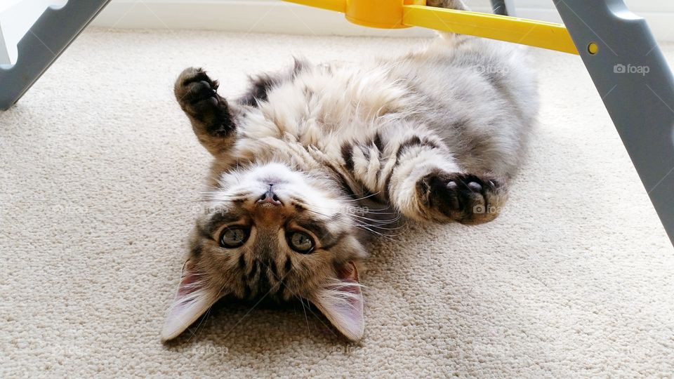 YOUNG MAINECOON TABBY CAT ROLLING AROUND.