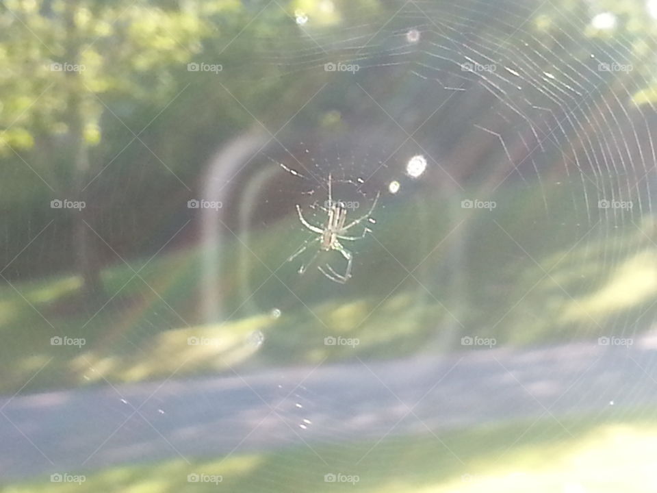 On my Window Pane. I decided to go and find my own buglife to photograph