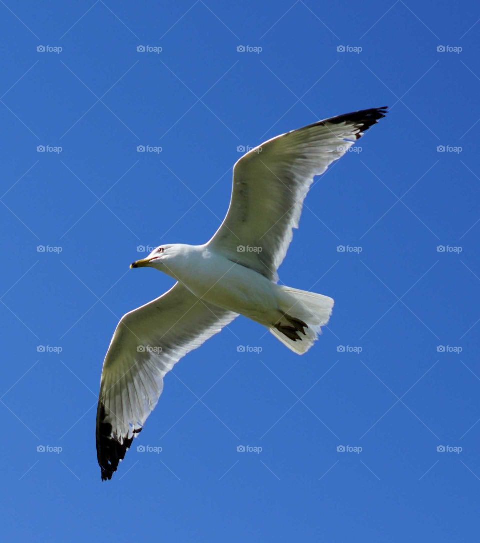 Seagull, wings spread out
