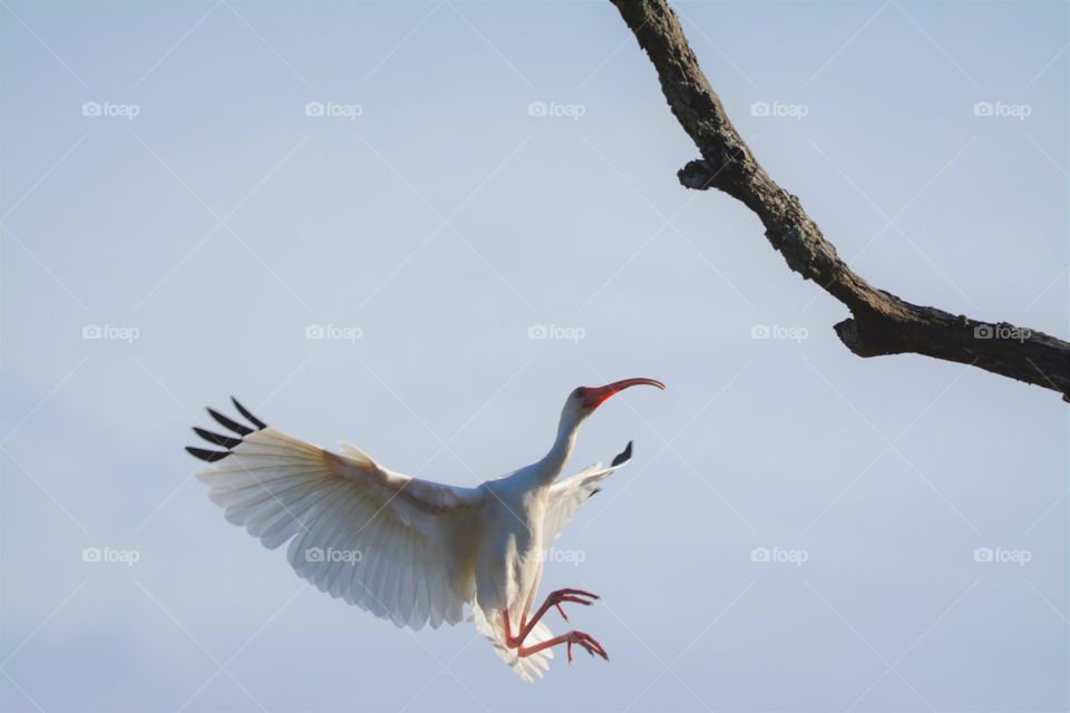 White Ibis landing on a Tree