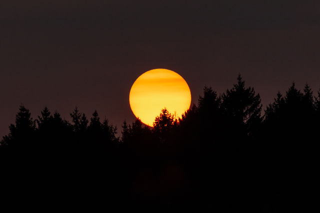 Beautiful sun at sunset reaching the tree tops 