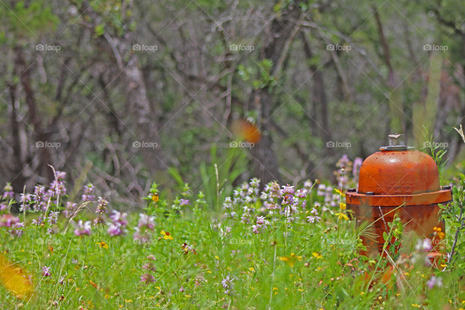 Wildflower hydrant