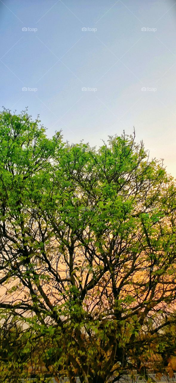 Spring time, new leaves coming, Awesome weather