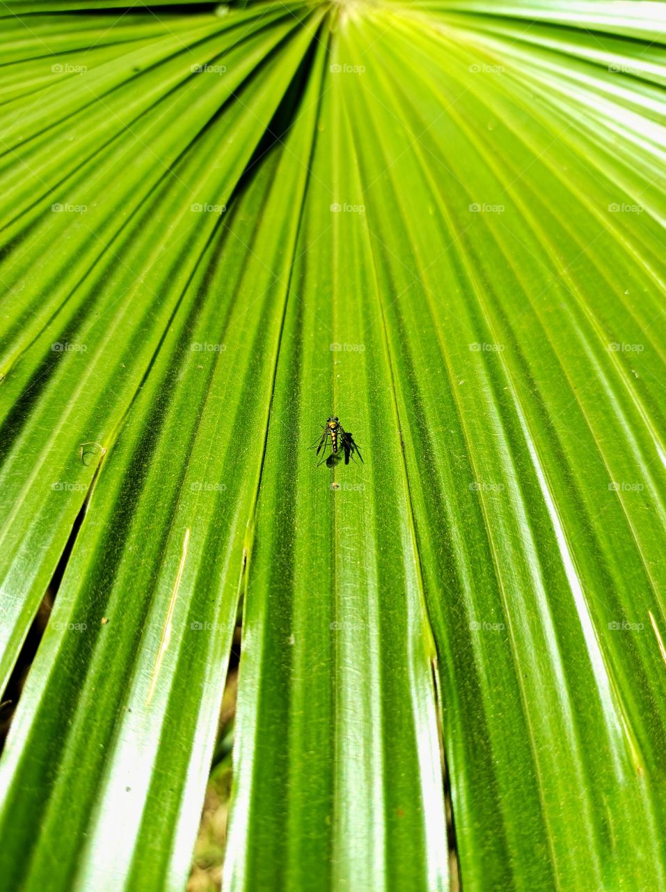Insect on palm leaf