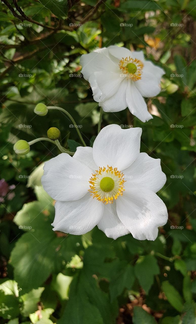 White Gardenia Flowers