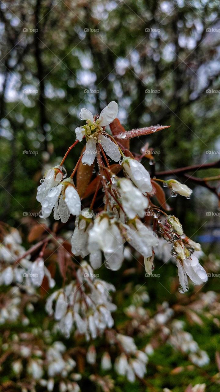 White flowers after spring rain