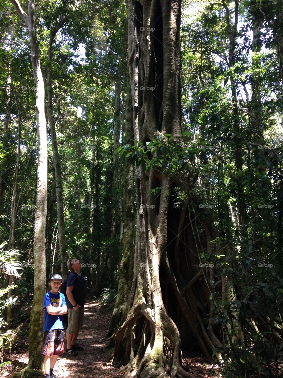 Big tree in a magic forest!