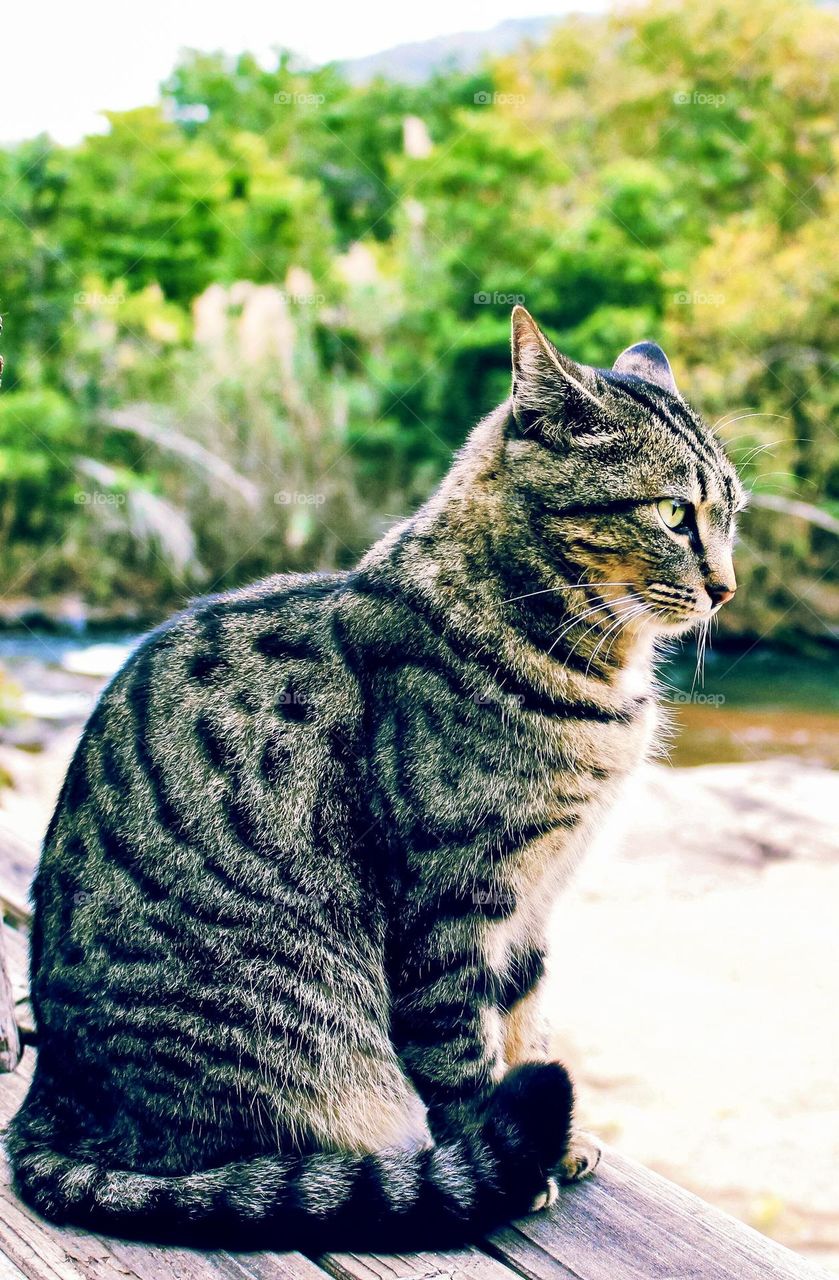 a black and gray cat is watching something on the river while sitting at the table