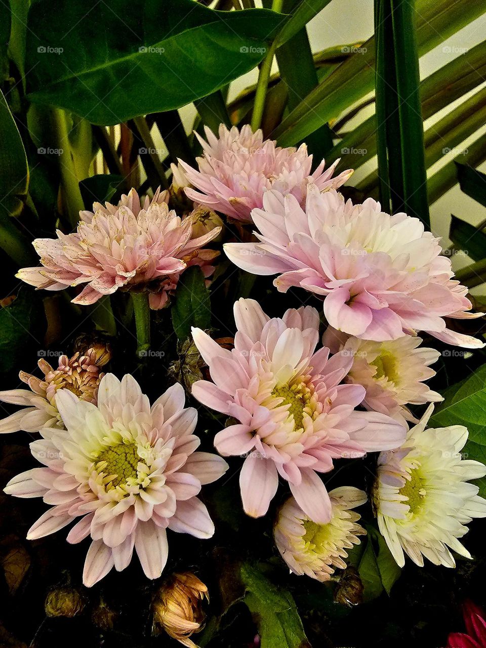 Pink and White Chrysanthemums