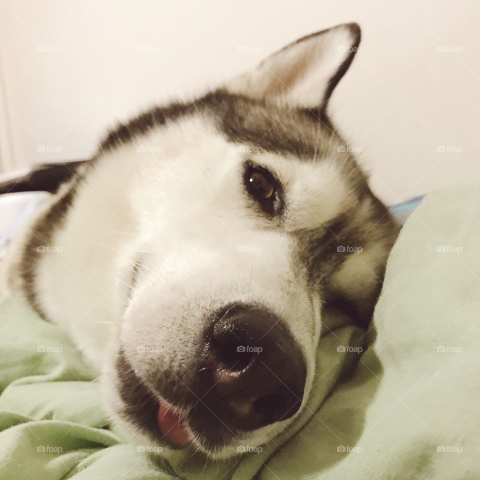 Kuro, the Siberian husky stole my bed! 