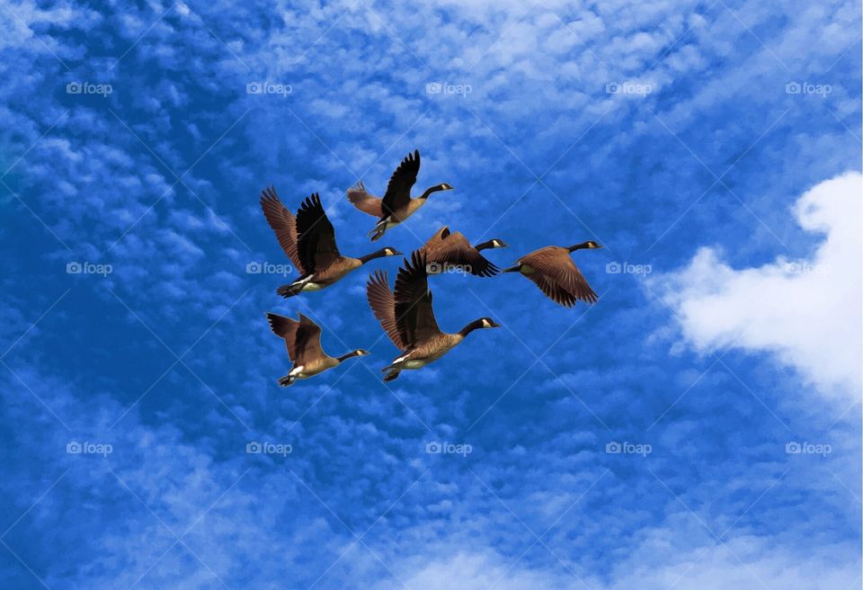 Birds flying fishing hunter this kind of ducks  blue sky 