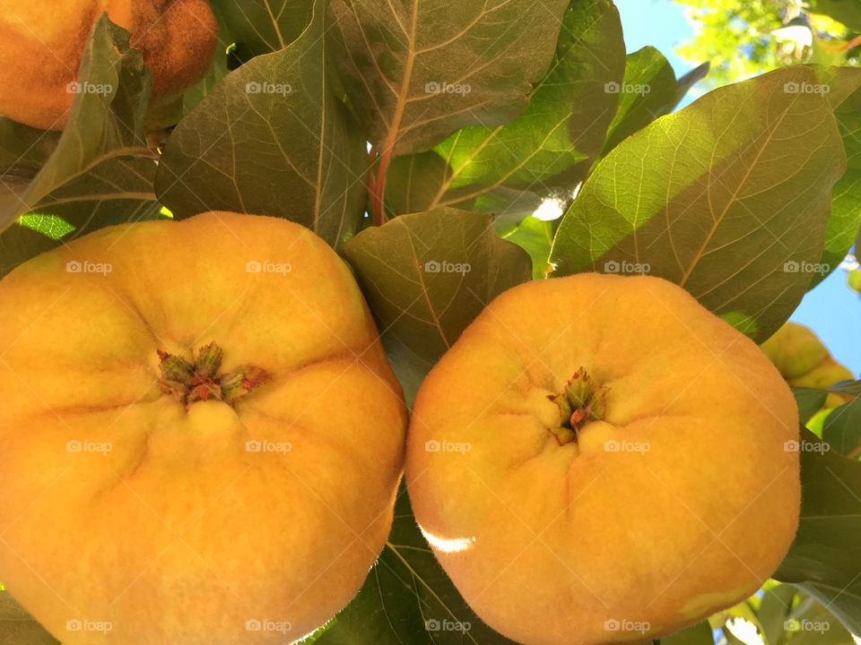 Quince fruit on tree