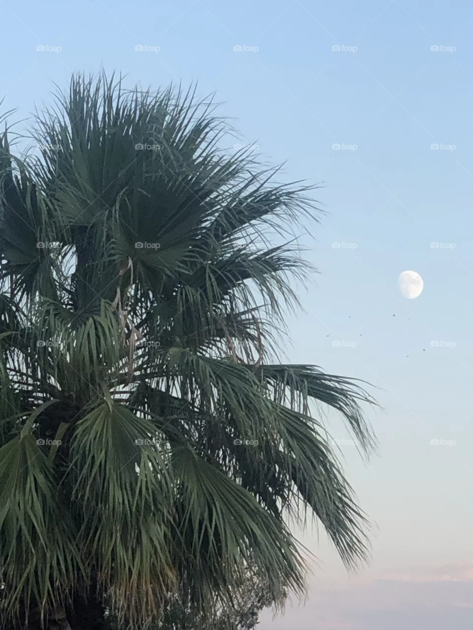 Palm