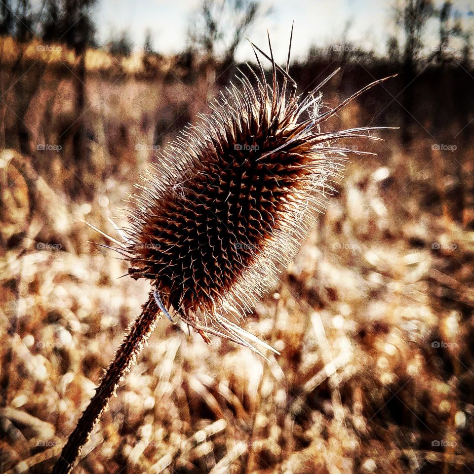 fall thistle