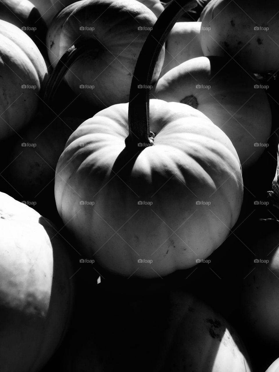 White Pumpkin 