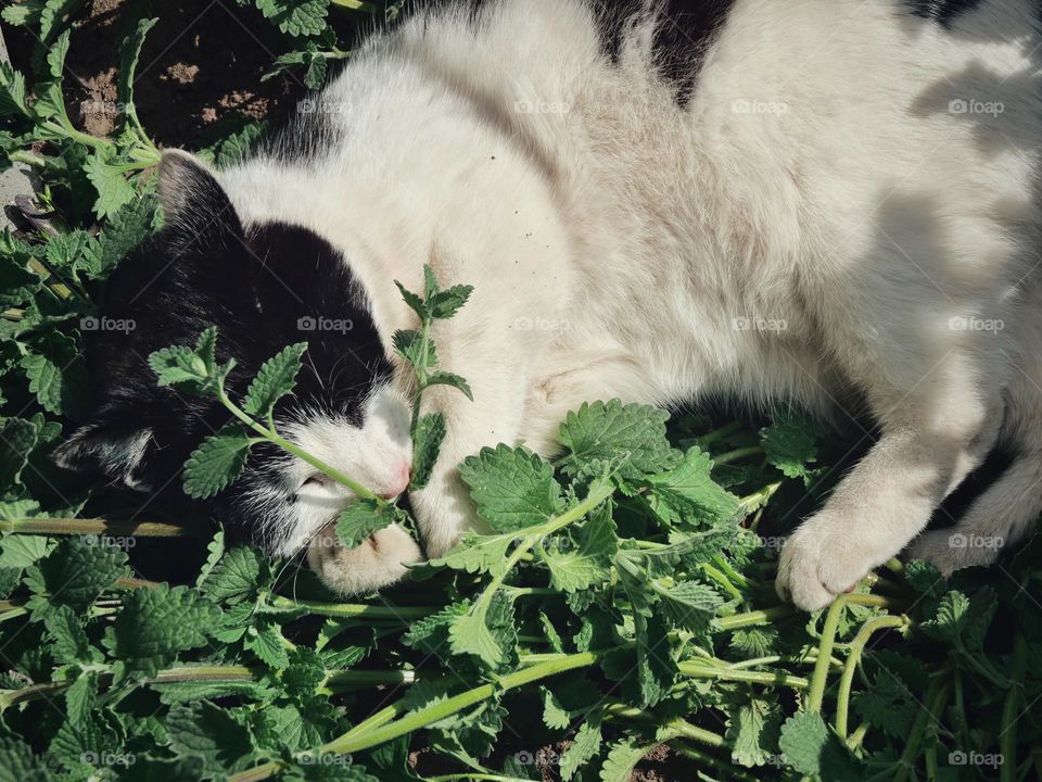 Cat lies and smells in catnip plant