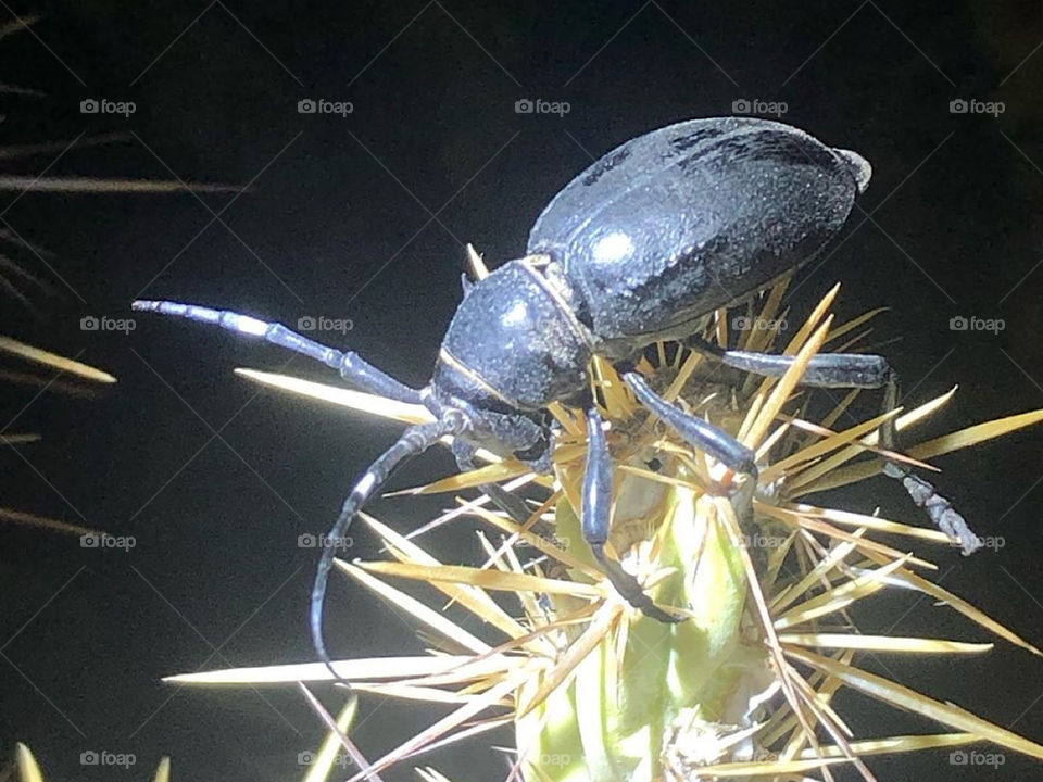 Long-horned cactus beetle