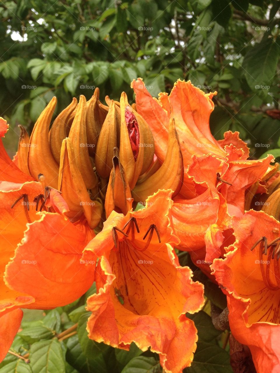 Orange Flowers 