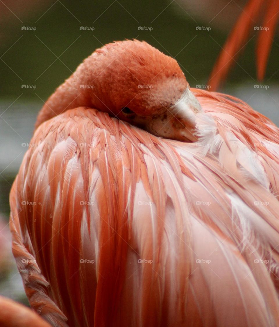 Flamingo