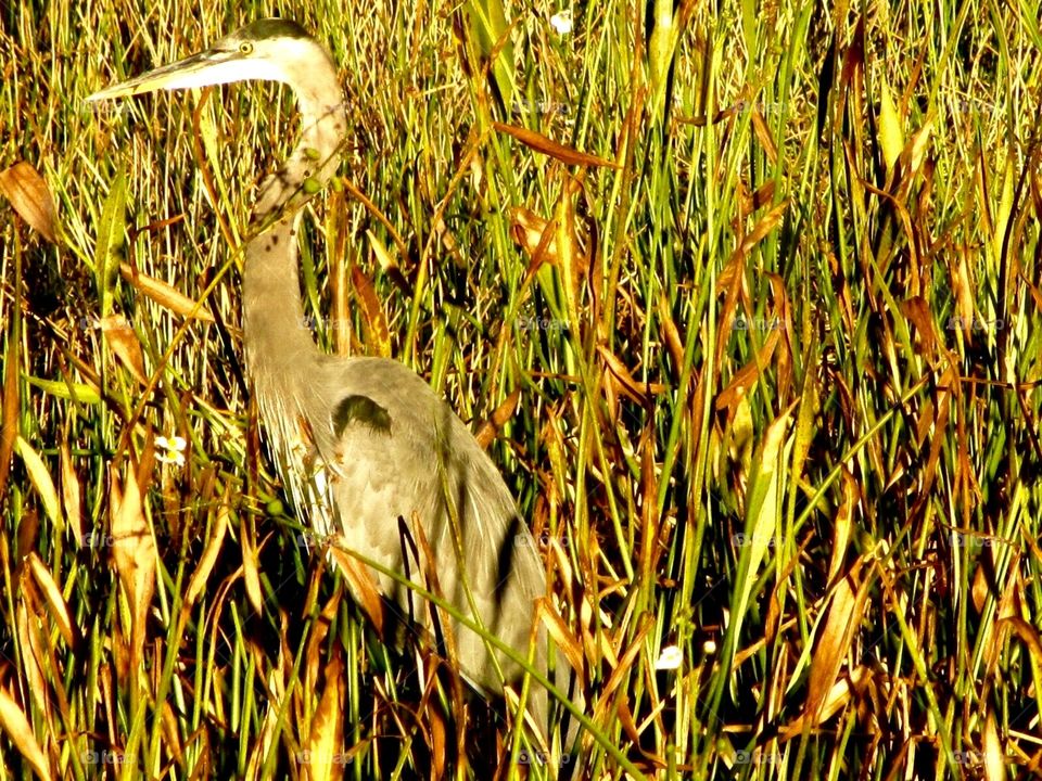 Heron among tall grass