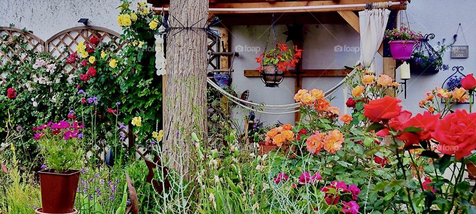 Beautiful flowers and roses are growing in a garden in “Bavaria”, Germany this year and they make for a picturesque motif to photograph. 2023. Hypnotic Productions