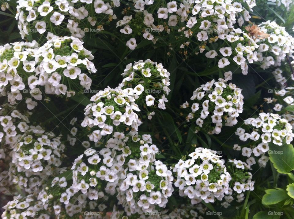 White flowers