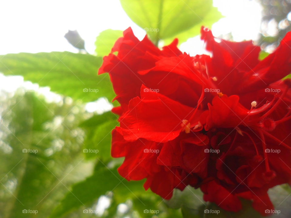 re_ flowa_ gree_ lea_