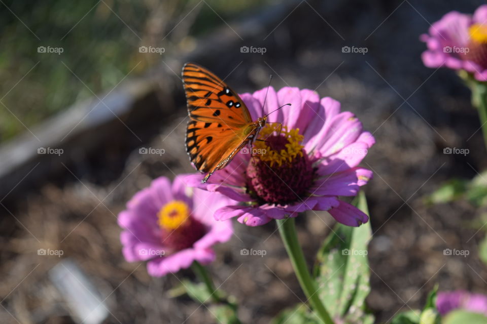 Purple Blooms and Butterflies