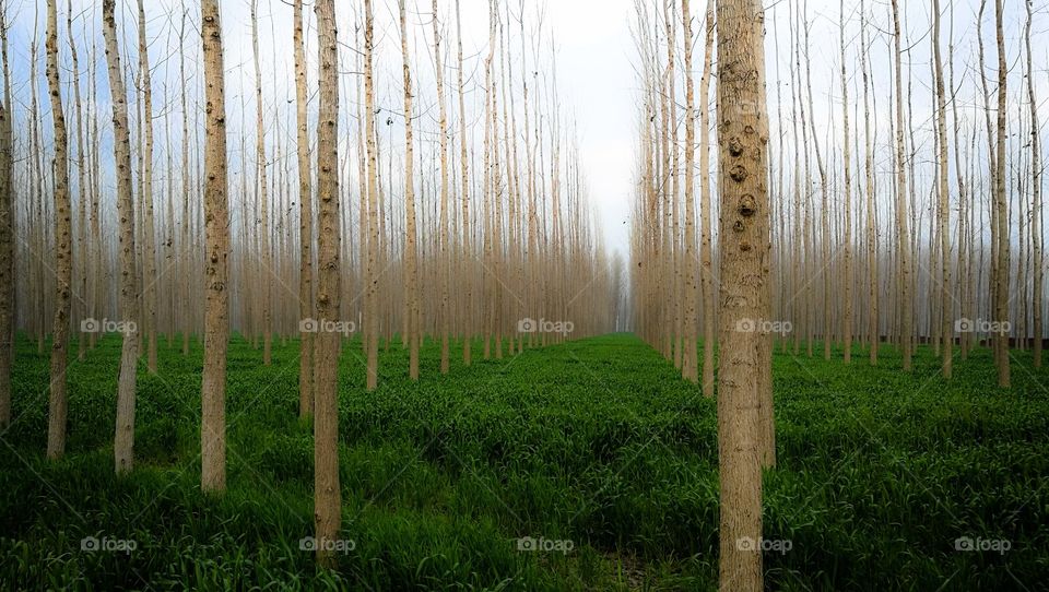 Beautiful landscape pictures of agricultural fields