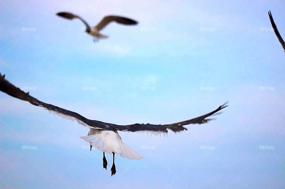 Seagulls in Flight