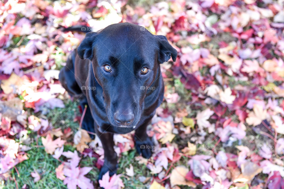 Black labrador retriever sitting in a pile of colorful fall leaves looking up at the camera
