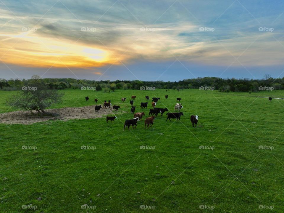 A herd of cattle grazing in a pasture as the fiery sunset casts golden colors across the sky 