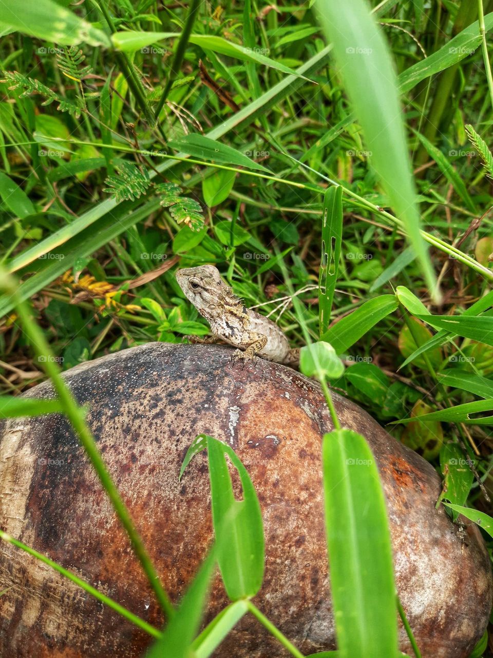 A small brown lizard on a dry coconut fallen from a tree in sri lanka