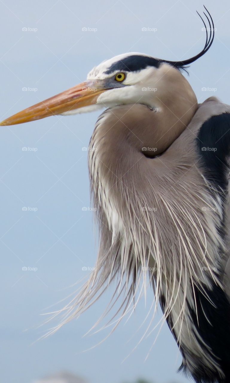 Great Blue at Lover's Key